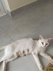 للتبني