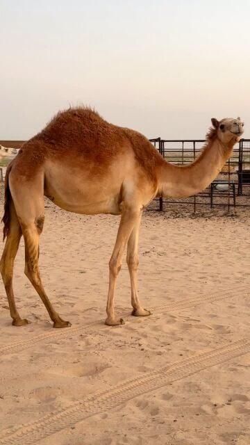 بنت سياف العقده لقحه بدري 