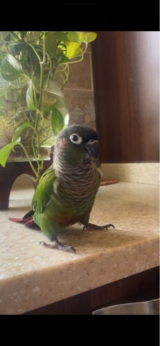green cheek conure 