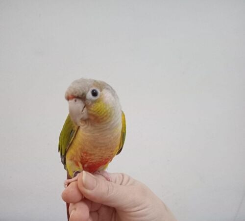 Pinapple Conure