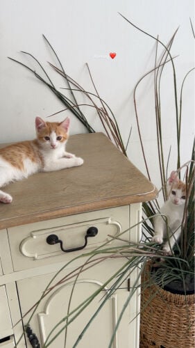 2 cats