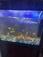 FISH WITH AQUARIUM 