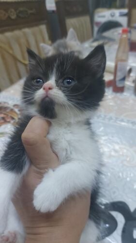 الاب سكوتش الام شيرازي