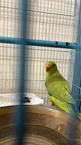 Green parrot 