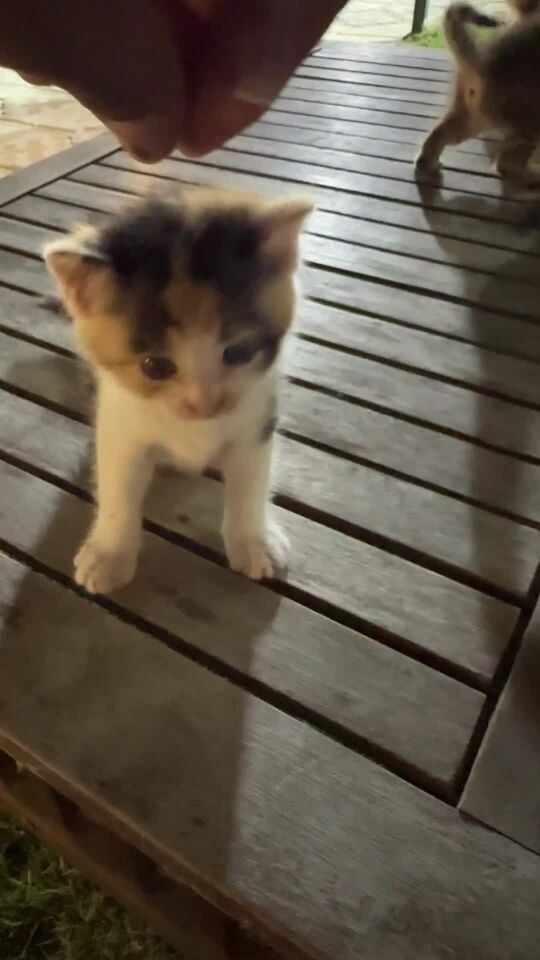 laila 