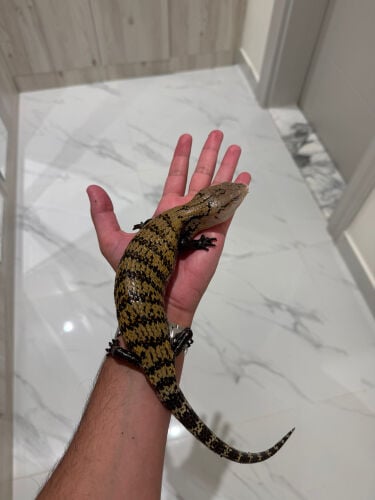 Indonesian blue tongue skink 