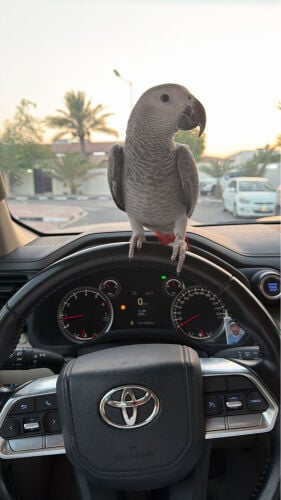 كاسكو للبيع