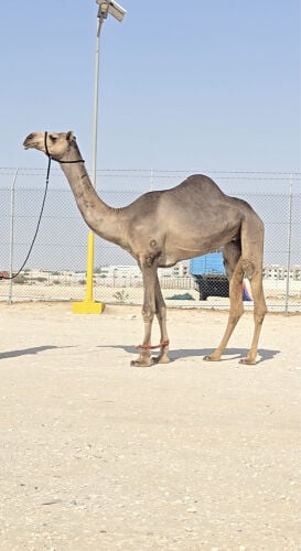 عرض فاخر