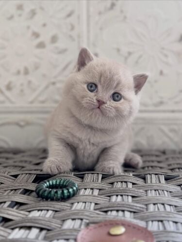 Purebreed British short hair kitten