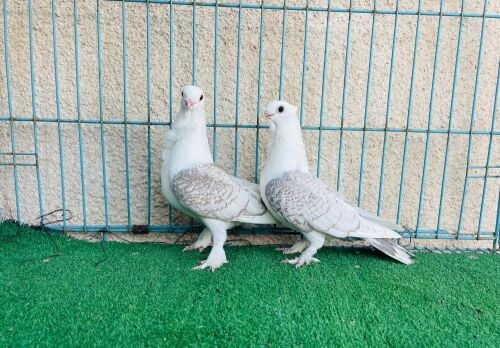 satin breeding pair