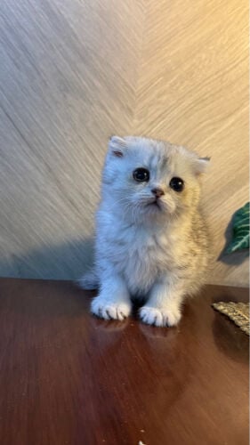 pure Scottish fold for sale