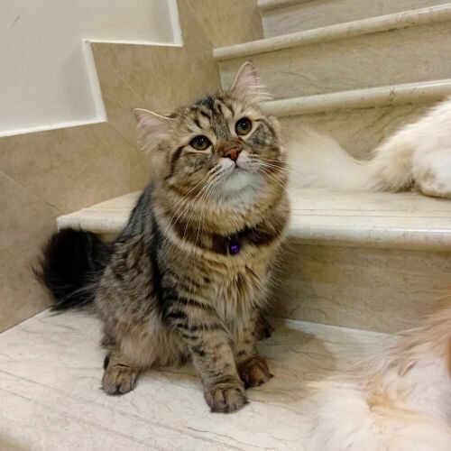 pet cat