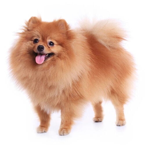 Pomeranian dog