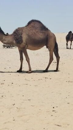 عرض فاااااخر