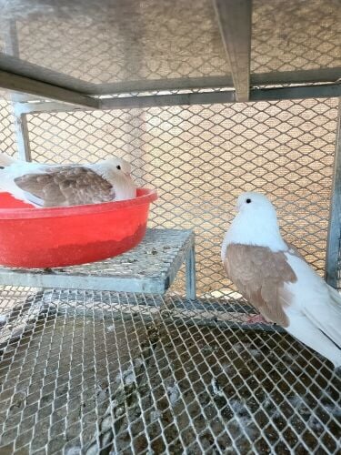 Pigeon Farm Specialist