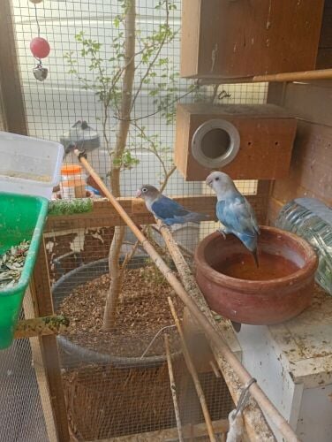 Al bajji love bird