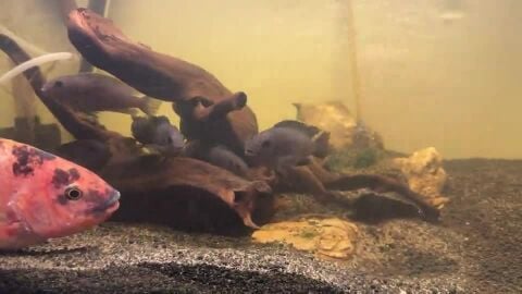 Aquarium with all set
