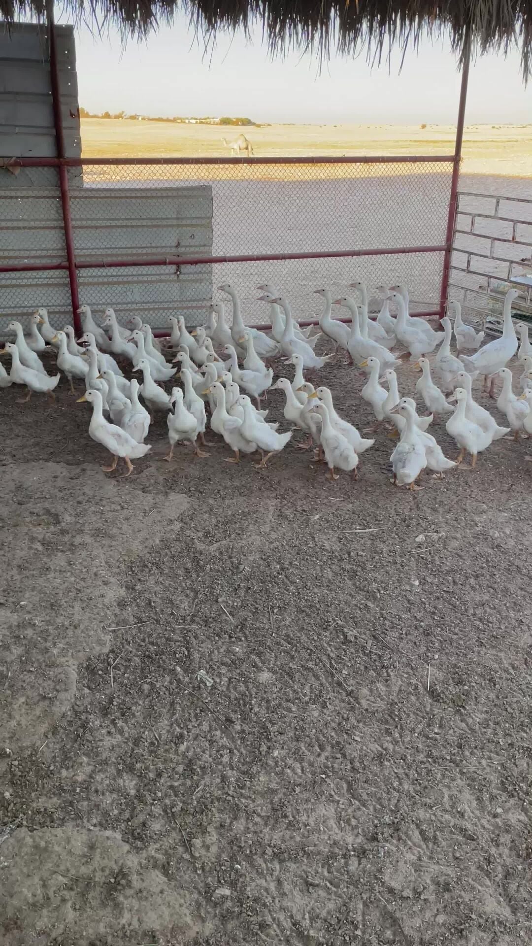 بط فرنسي