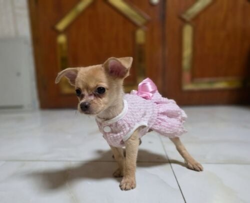 Chihuahua