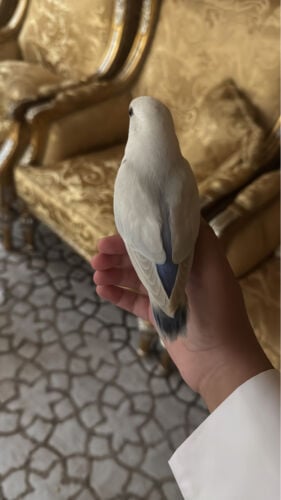 بغبغاء طيور الحب روز 