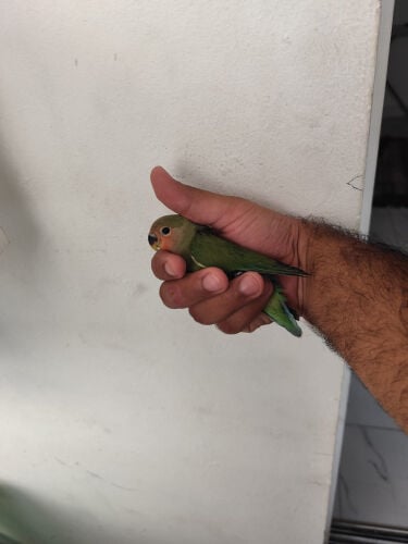 طائر الحب