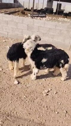 Sheep 