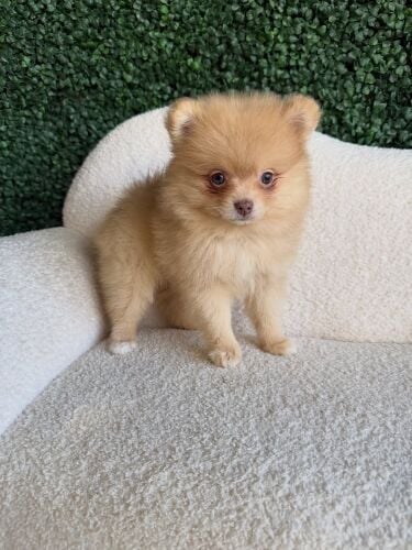 Pomeranian