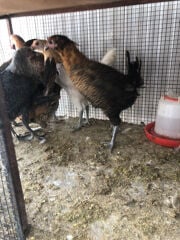 dise chicken 