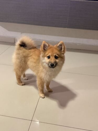 Japanese Spitz female