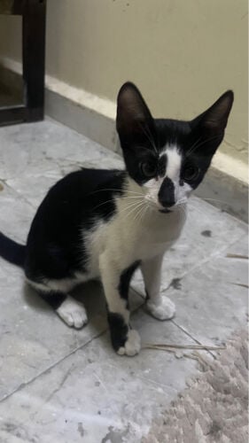 ‏kitten