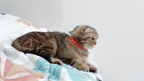 Purebred Scottish Fold cat for sale