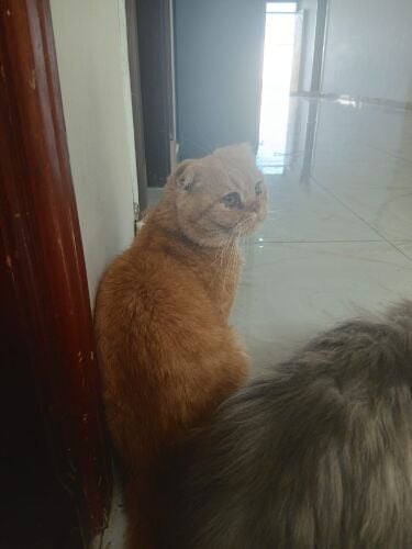 2 scotch cats for adoption