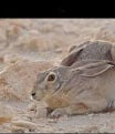 للبيع ارنب بريه وتساب فقط50383177