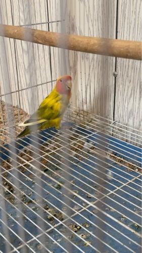 bird