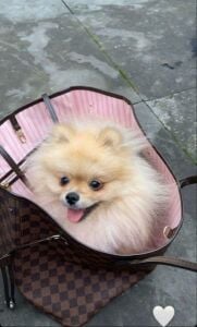 Pomeneranian