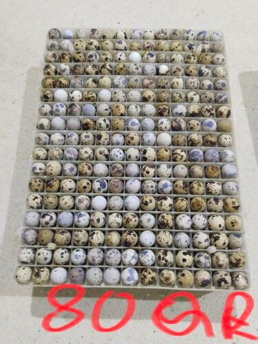 quiil eggs