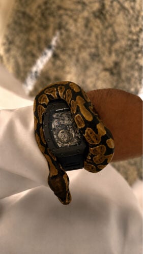 ball Python 