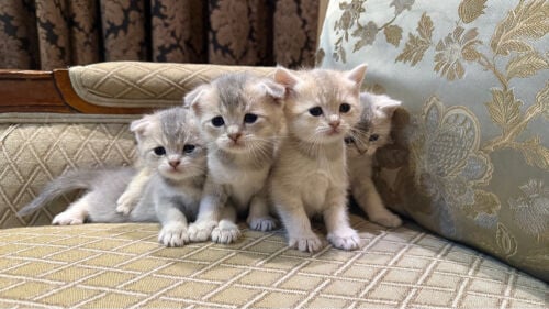 British Shorthair x Scottish Fold 