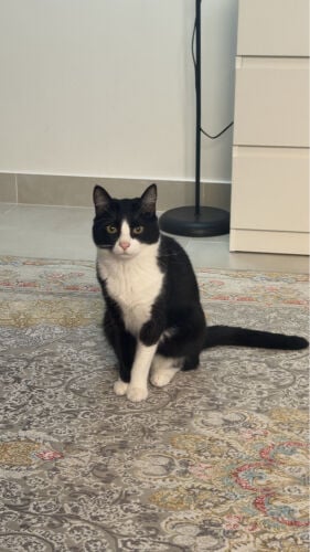 cat