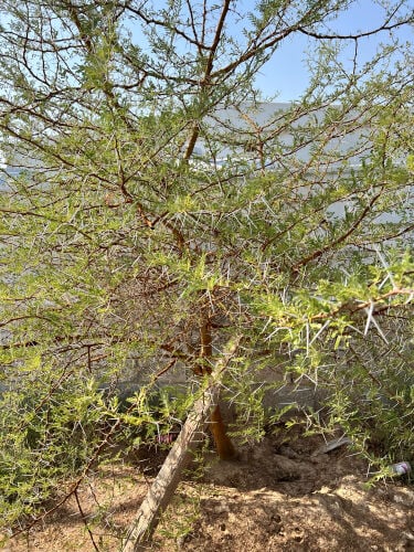 remove all kind of trees 
