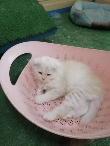 cat