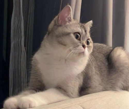 Scottish straight cat