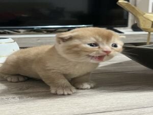 Scottish fold kitten