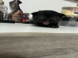 Scottish fold rare color