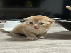 2 Scottish fold cats