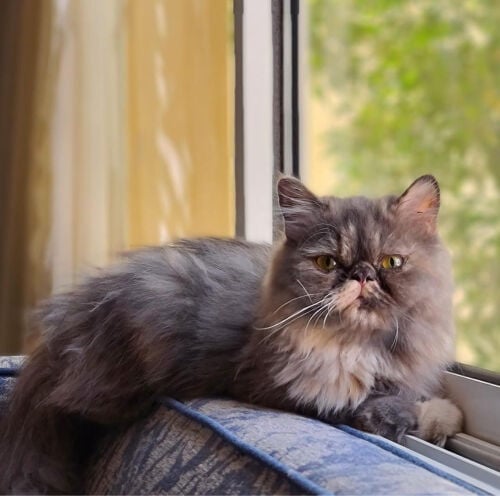 cat