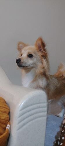 Japanese Spitz female