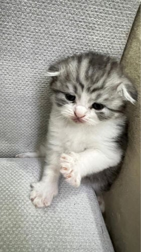 cat
