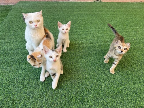 cats for Adoption