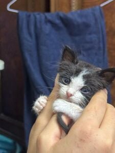 kitten for adoption